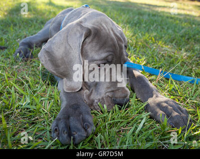 Chiot Dogue Allemand gris pose dans l'herbe avec sa tête en bas Banque D'Images