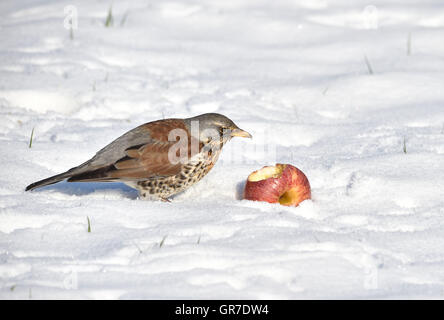 Dans la neige Fieldfare Banque D'Images