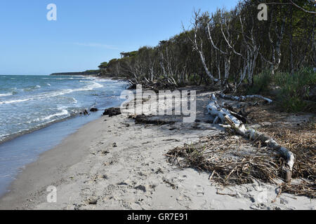 Plage de l'ouest sur Darß Banque D'Images