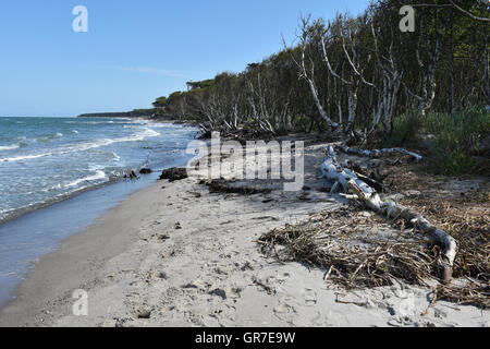 Bois flotté sur la plage Banque D'Images