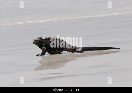 Iguane marin sur la plage Banque D'Images