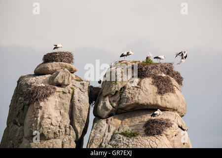 Cigognes blanches (Ciconia ciconia) nichent sur les rochers de granit, Monument Naturel los Barruecos, Estrémadure, Espagne, Europe Banque D'Images