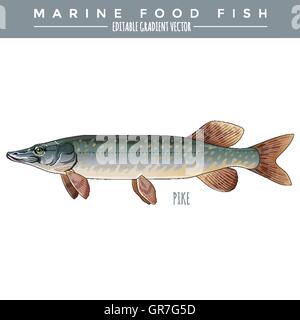 Le brochet. Des poissons marins Illustration de Vecteur