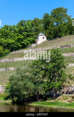 Weinhang sur l'Elbe à Dresde Banque D'Images