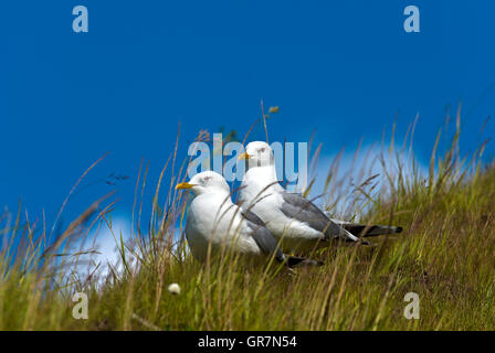 European Herring Gull Larus argentatus , Norvège Banque D'Images