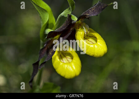 Lady S Slipper Orchid Cypripedium calceolus Banque D'Images