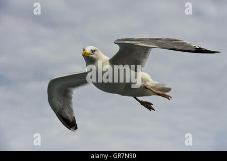 European Herring Gull Larus argentatus survolant la mer du Nord Banque D'Images