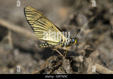 Mud-Puddling Encedana balle papillon Acraea, montagnes, l'Ethiopie Banque D'Images