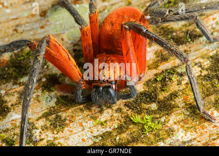 Araignée crabe géant, forêt amazonienne, en Equateur Banque D'Images