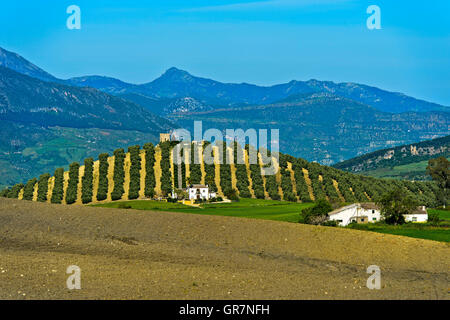 Maison de ferme, Finca, sous une oliveraie sur une colline, Andalousie, Espagne Banque D'Images