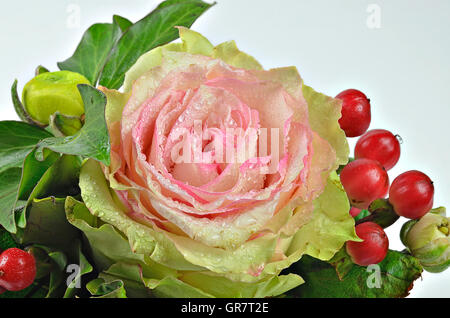 Extreme close up d'une rose rose fleur avec gouttes d'eau et fruits rouges sur fond blanc, horizontal Banque D'Images