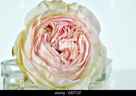 Extreme close up of a deux blanc et rose fleur rose avec des gouttes de rosée dans un vase sur fond blanc, horizontal, full frame Banque D'Images