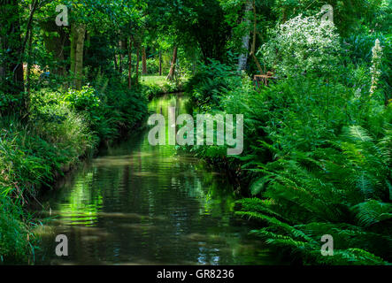 Le Spreewald à Brandebourg Banque D'Images