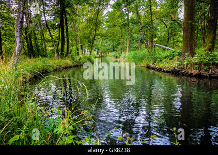 Le Spreewald à Brandebourg Banque D'Images