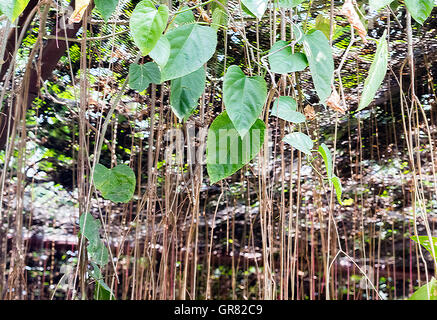 Belle Banyan Tree roots,Image pour le fond Banque D'Images