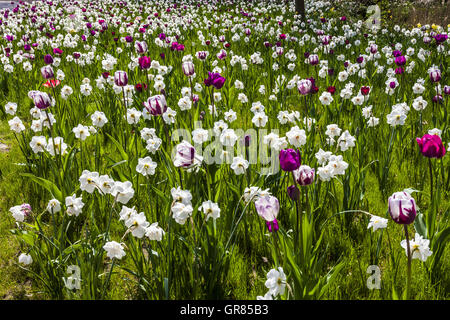 Spring Flower Meadow avec des tulipes et des lis Carême en Basse-Saxe, Allemagne Banque D'Images