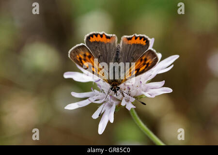 Lycaena phlaeas, petite, cuivre, Cuivre Cuivre commun américain Banque D'Images