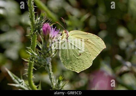 Gonepteryx Cleopatra, Cléopâtre, Cleopatra Butterfly à partir de la Corse, France, Europe du Sud Banque D'Images