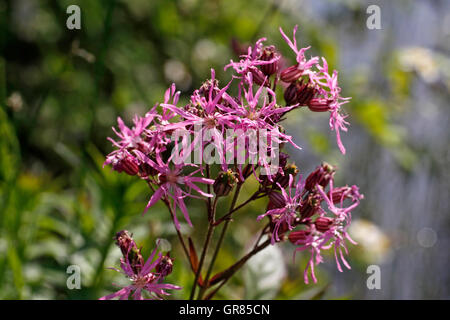 Lychnis Flos-Cuculi, Ragged Robin, étang fleur en Allemagne Banque D'Images