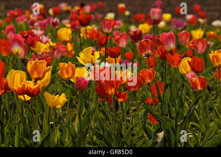 Champ de tulipes au printemps, Basse-Saxe, Allemagne Banque D'Images