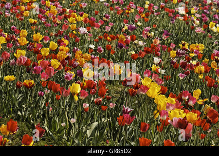 Champ de tulipes en Basse-Saxe, Allemagne, Europe Banque D'Images