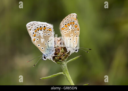 Polyommatus Icarus, Papillon Bleu commune de Basse-Saxe, Allemagne Banque D'Images