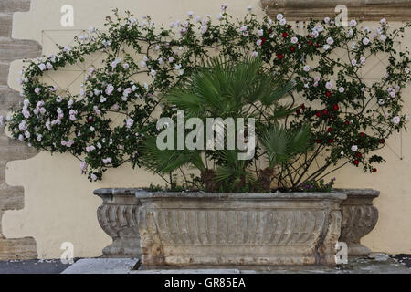 European Fan Palm Chamaerops humilis Palmier Nain méditerranéen ,de rosiers grimpants,Port Grimaud,Français Banque D'Images