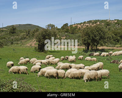Troupeau de moutons de Gannamari près de dans le sud-ouest de la Sardaigne, Italie, Europe Banque D'Images