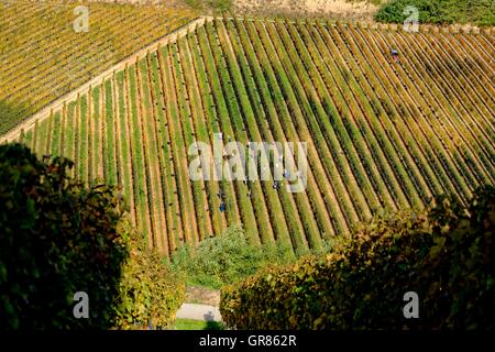 Villany Région consultatif vitivinicole sur Szársomlyó Mountain, Hongrie Banque D'Images