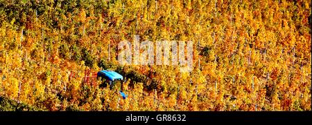Humeur d'automne dans le vignoble de Villány, Hongrie Banque D'Images