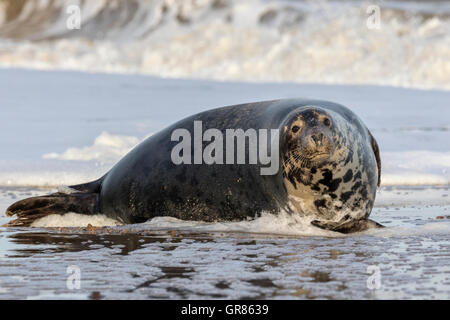 Phoque gris de l'Atlantique - vache enceinte Halichoerus grypus Banque D'Images