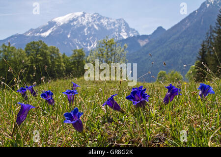 De nombreuses fleurs de la Gentiane sur une prairie de montagne dans la région de Berchtesgaden Banque D'Images