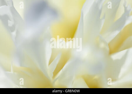 Close-up de pivoine blanche Banque D'Images