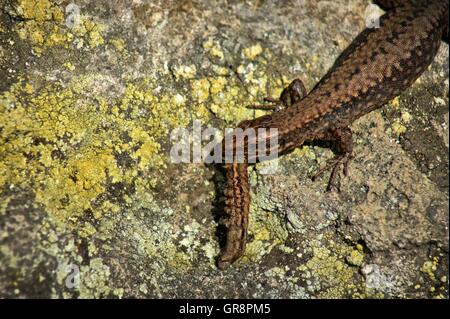 Lacertidae lézard avec Caterpillar Banque D'Images