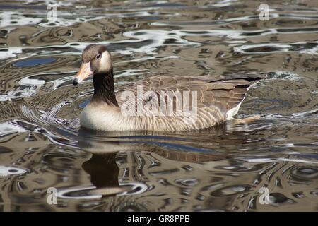 Gray Goose Anser anser sur l'Alster Banque D'Images