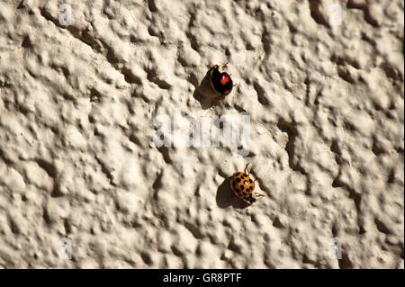 Les coccinelles Coccinellidae Banque D'Images