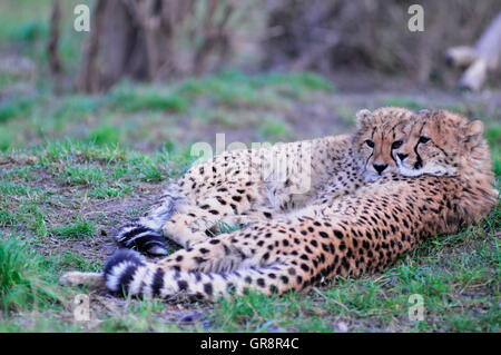 Les jeunes guépards Dans Zoo de Schönbrunn Banque D'Images