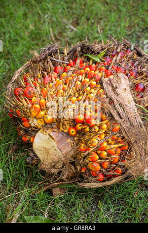 Les fruits de l'arbre de palmier à huile (Elaeis guineensis) Banque D'Images