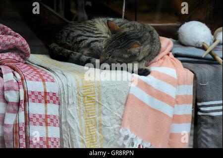 Les chats de la rue à Istanbul dormir dans la livraison Banque D'Images