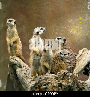 Meerkat, Lynx lynx, Zoo Hof Banque D'Images