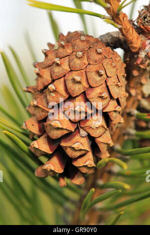 Près d'un cône de pin, Pinus sylvestris Banque D'Images