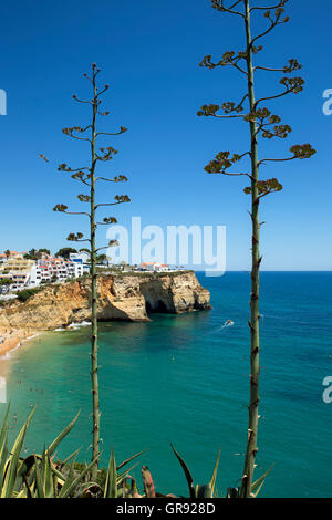 Deux Agavenblüten sur la baie de Lagos, Praia de Carvoeiro, Algarve, Portugal, Europe Banque D'Images