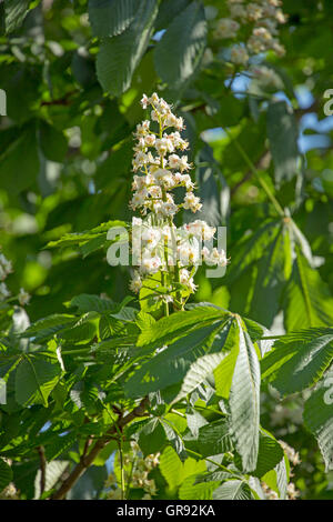 Inflorescence d'un Marronnier Blanc Aesculus hippocastanum, fleur Banque D'Images