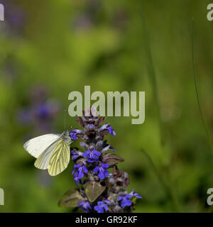 Assis sur un papillon fleur bleu, Papillon Blanc Banque D'Images