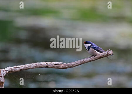 Un white-throated swallow (Hirundo albigularis) perché sur une branche à l'Intaka Island, le sanctuaire des oiseaux , Le Cap, Afrique du Sud. Banque D'Images