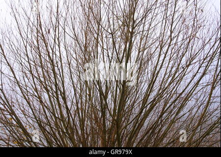 Branches d'un saule sans feuilles Banque D'Images