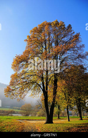 Grand Chêne à Zeltingen sur la Moselle en automne Banque D'Images