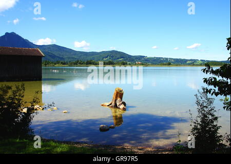 Lake Kochel avec une grande souche d'arbre dans l'eau peu profonde Banque D'Images