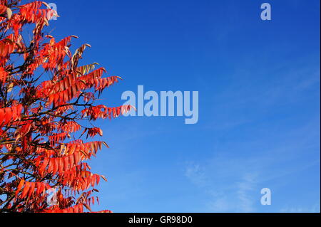 Ciel bleu avec des feuilles de sumac rouge sur le bord Banque D'Images