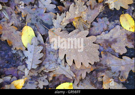 Les feuilles en décomposition de couleur gris-brun avec de l'eau Gouttes Banque D'Images